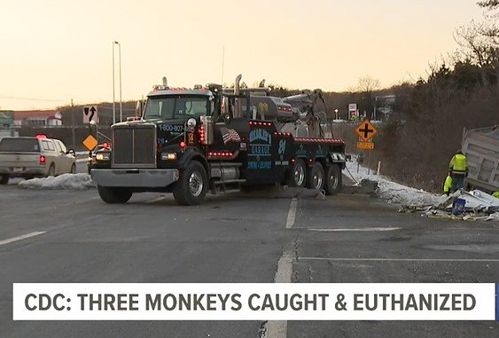 UPDATE: Pennsylvania Woman Who Came in Contact with CDC Monkeys After Crash Is Experiencing Cold-Like Symptoms, Pink-Eye and a Cough
