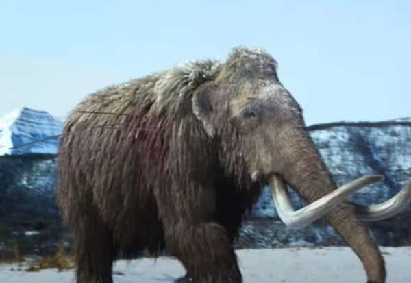 Bizarre: CIA Is Attempting to Resurrect The Woolly Mammoth