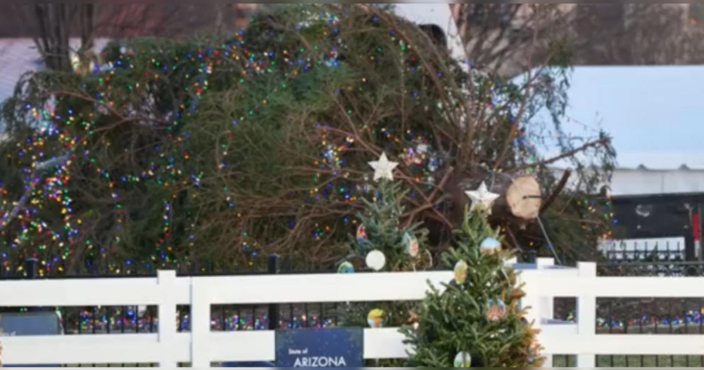 National Christmas Tree Falls Over Near White House Two Days Before