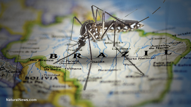 Bill Gates’ GMO mosquitos unleash 400% increase in dengue fever in Brazil – now they’re begging for his VACCINES to stop the outbreak – NaturalNews.com