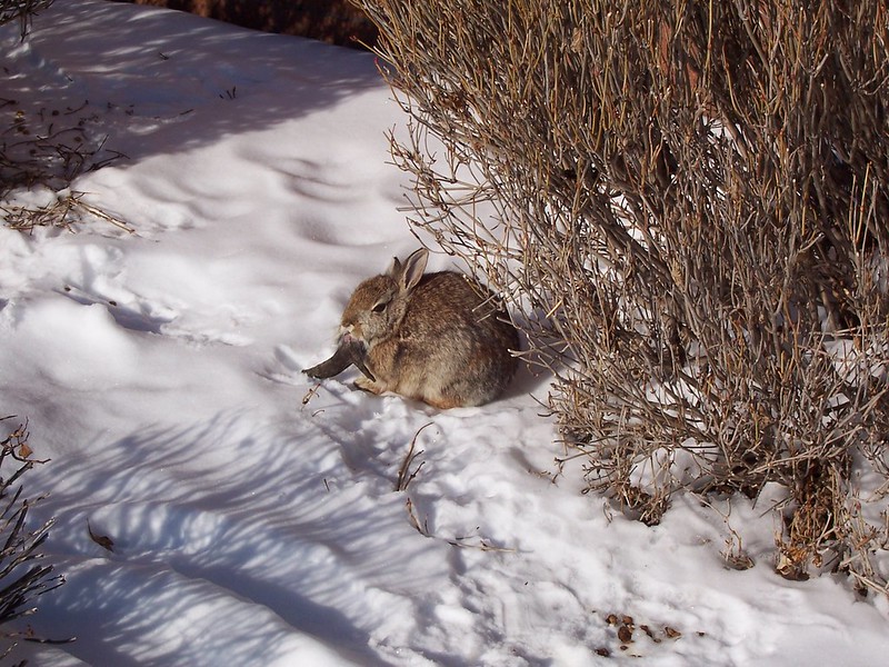 Virus in Colorado Causing Bizarre Horn-Like Growths on Rabbits | The ...