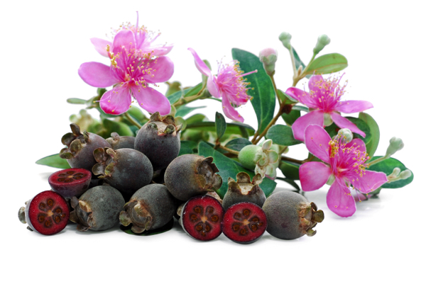 Why this ancient herb is still a relevant, versatile medicinal plant ...